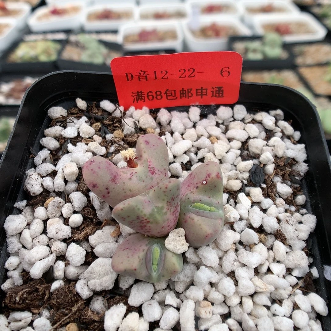 12-22-6 斑马蹄一群