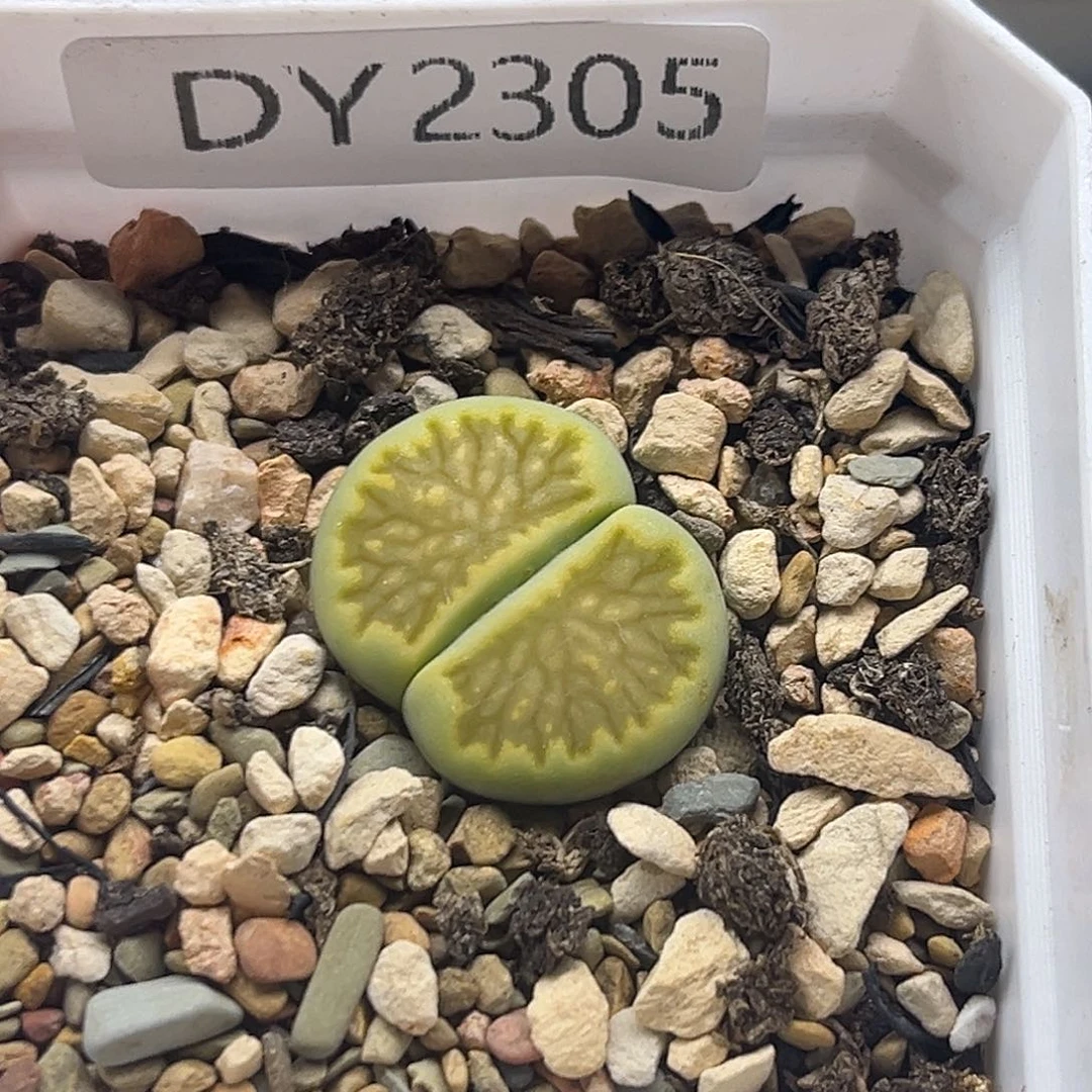 一物一拍绿菊2305