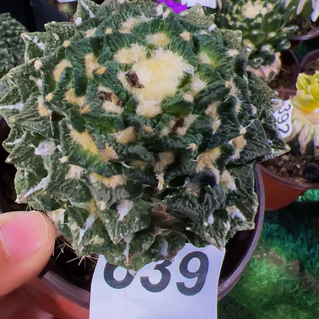 无花朵螺旋颗粒黑牡丹639