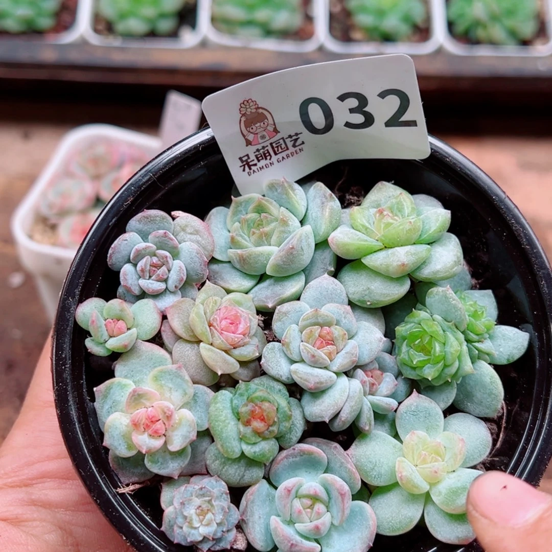 多肉植物多肉植物