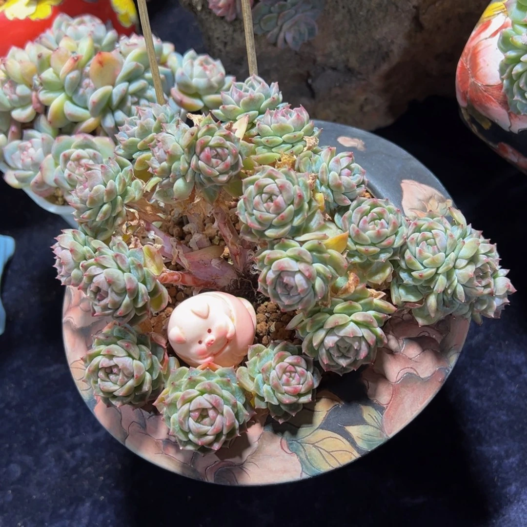 粉心冰魄19朵朵的
