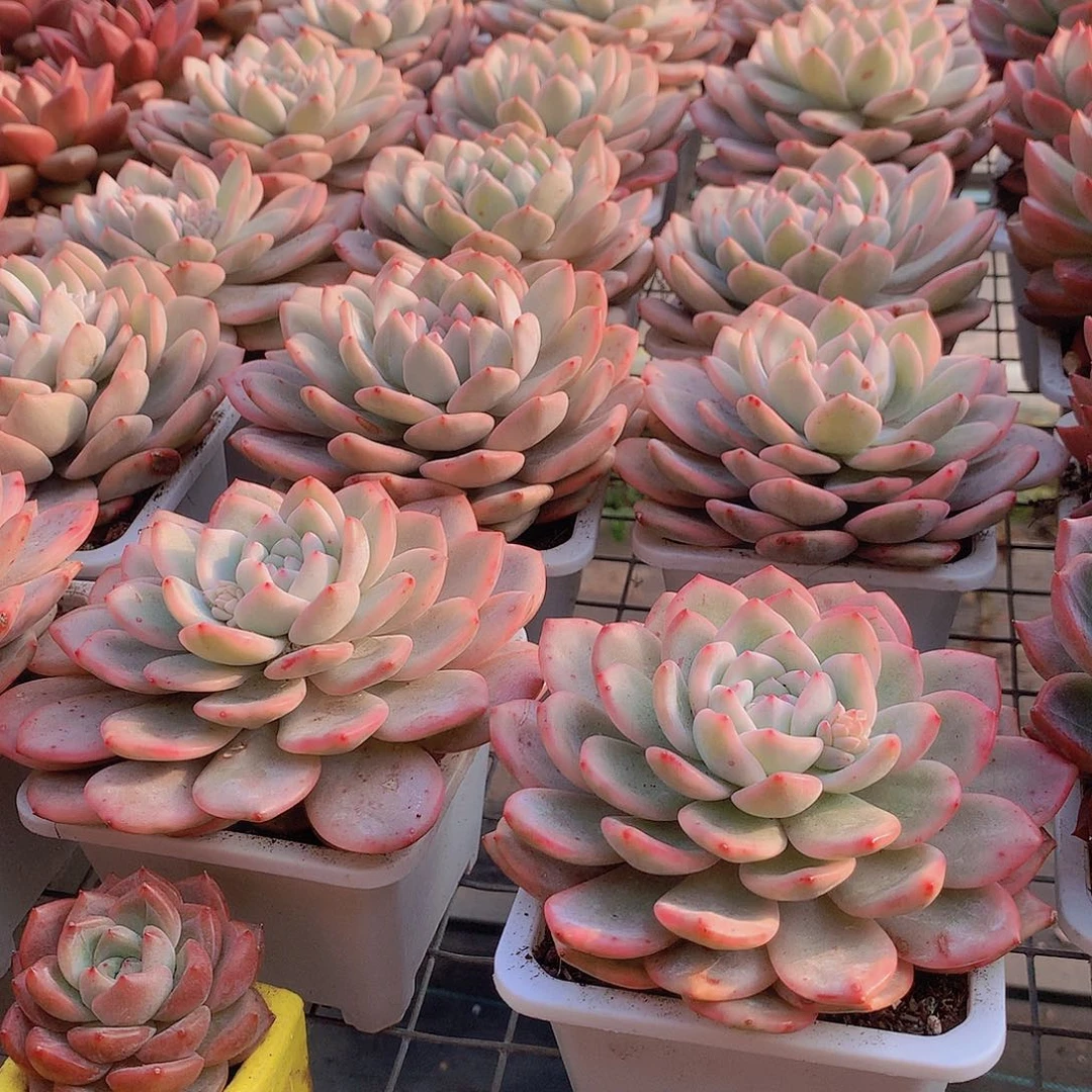 成梦露锦00000000000000000