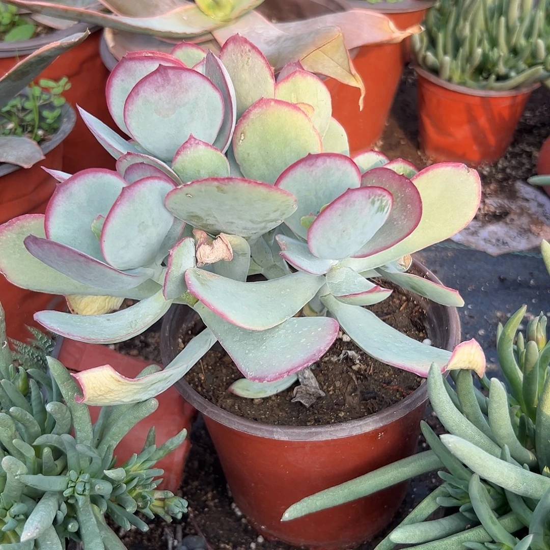 多肉植物青州白眉
