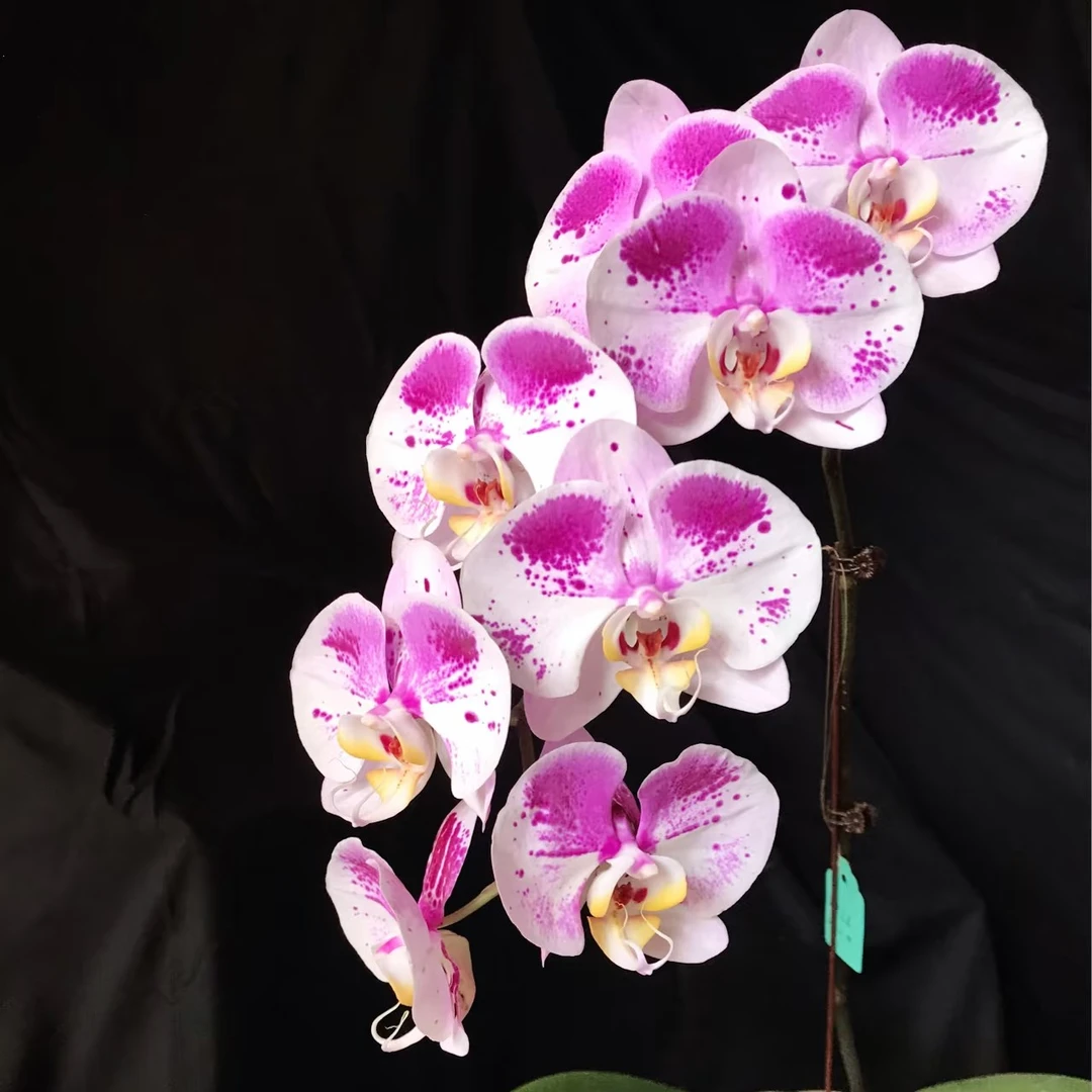 蝴蝶兰苗【蝶中之王】 瑕疵苗3.0寸加高杯，无花剑未开花