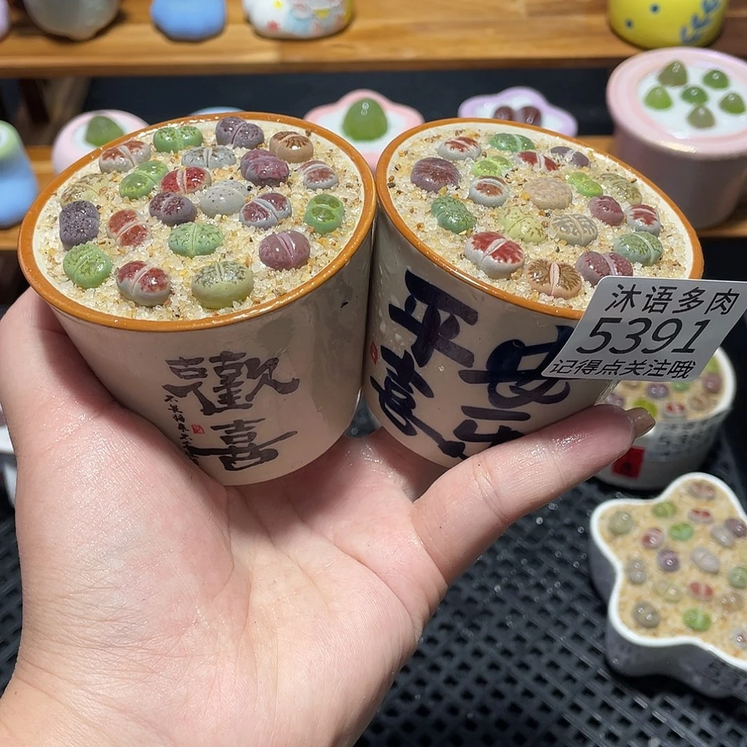 带盆土植物 一物一拍5391