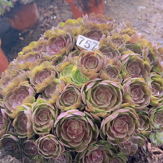 小***阳多肉植物一个沙拉碗