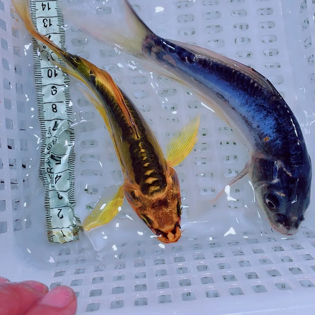 锦鲤6 包邮锦鲤观赏鱼