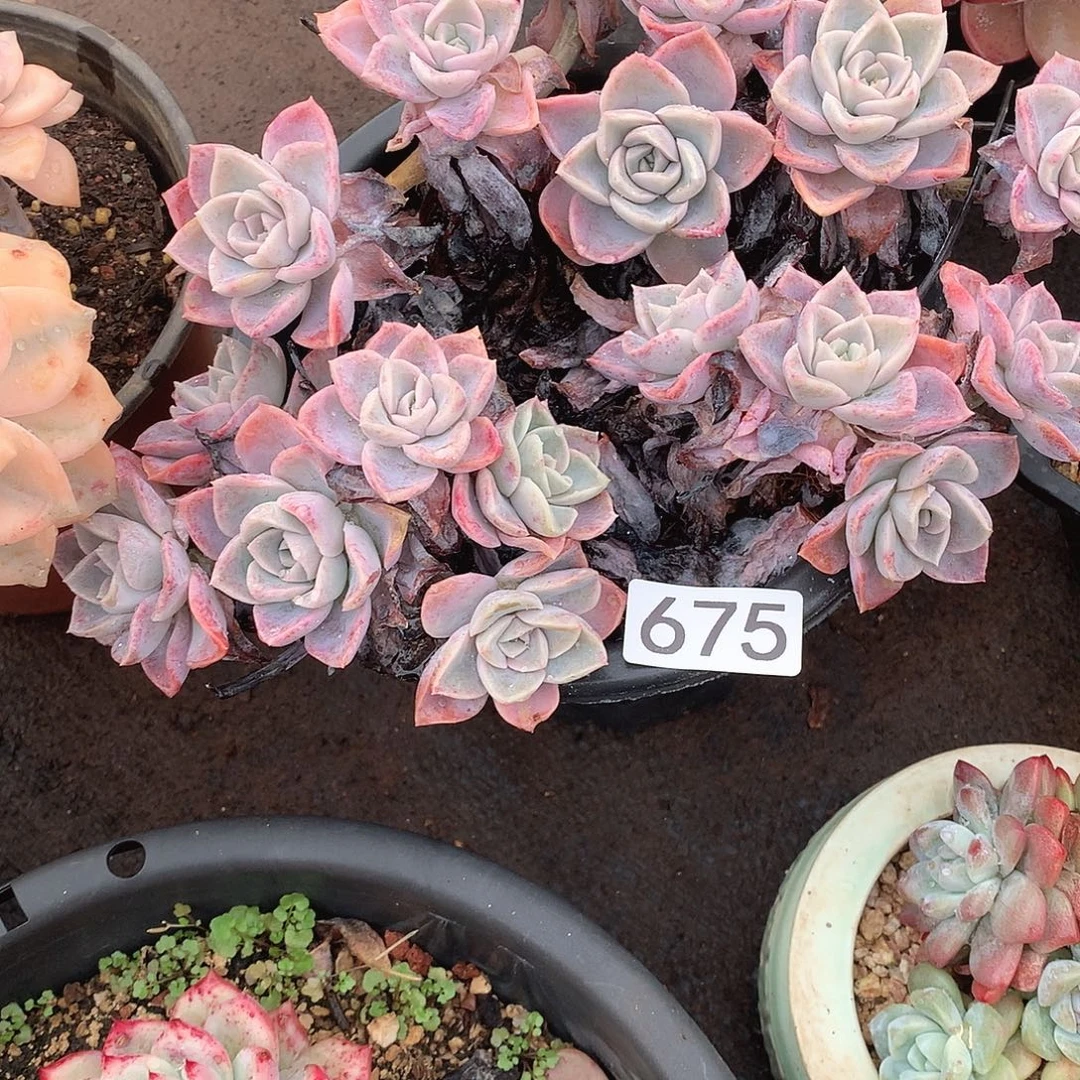 675哈利 一物一拍多肉