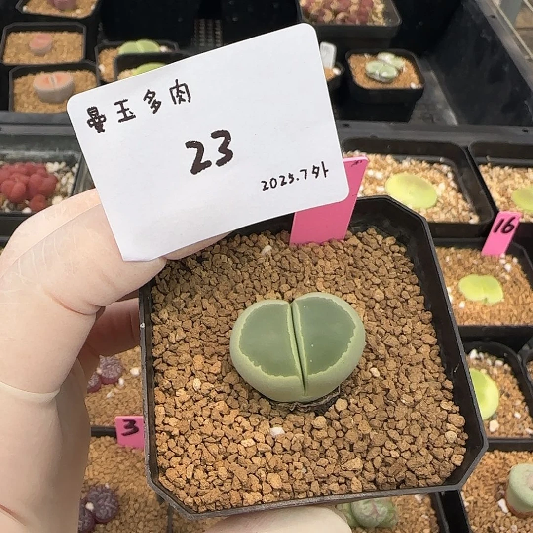 *****多肉多肉多肉7-023