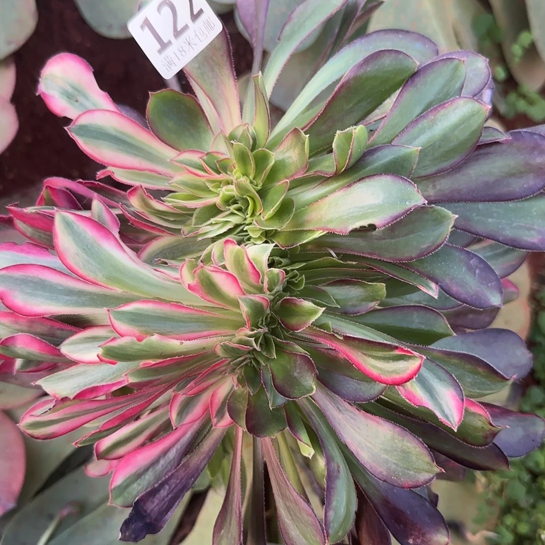 怎***/112花蝴蝶缀化掰下来发货