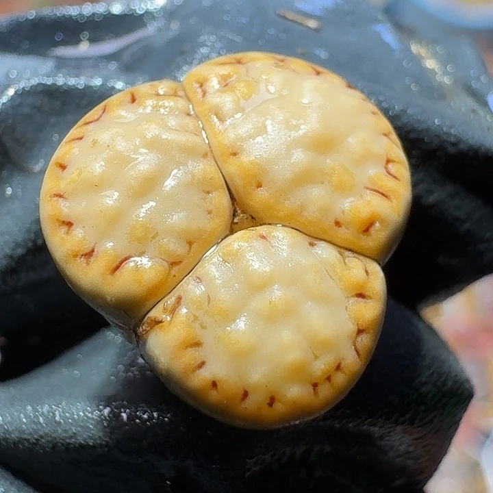 生石花3:：：：。  93号