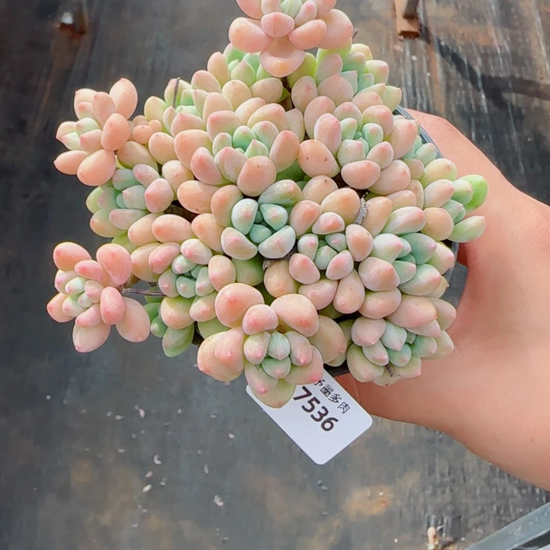 木糖醇，7536多肉植物