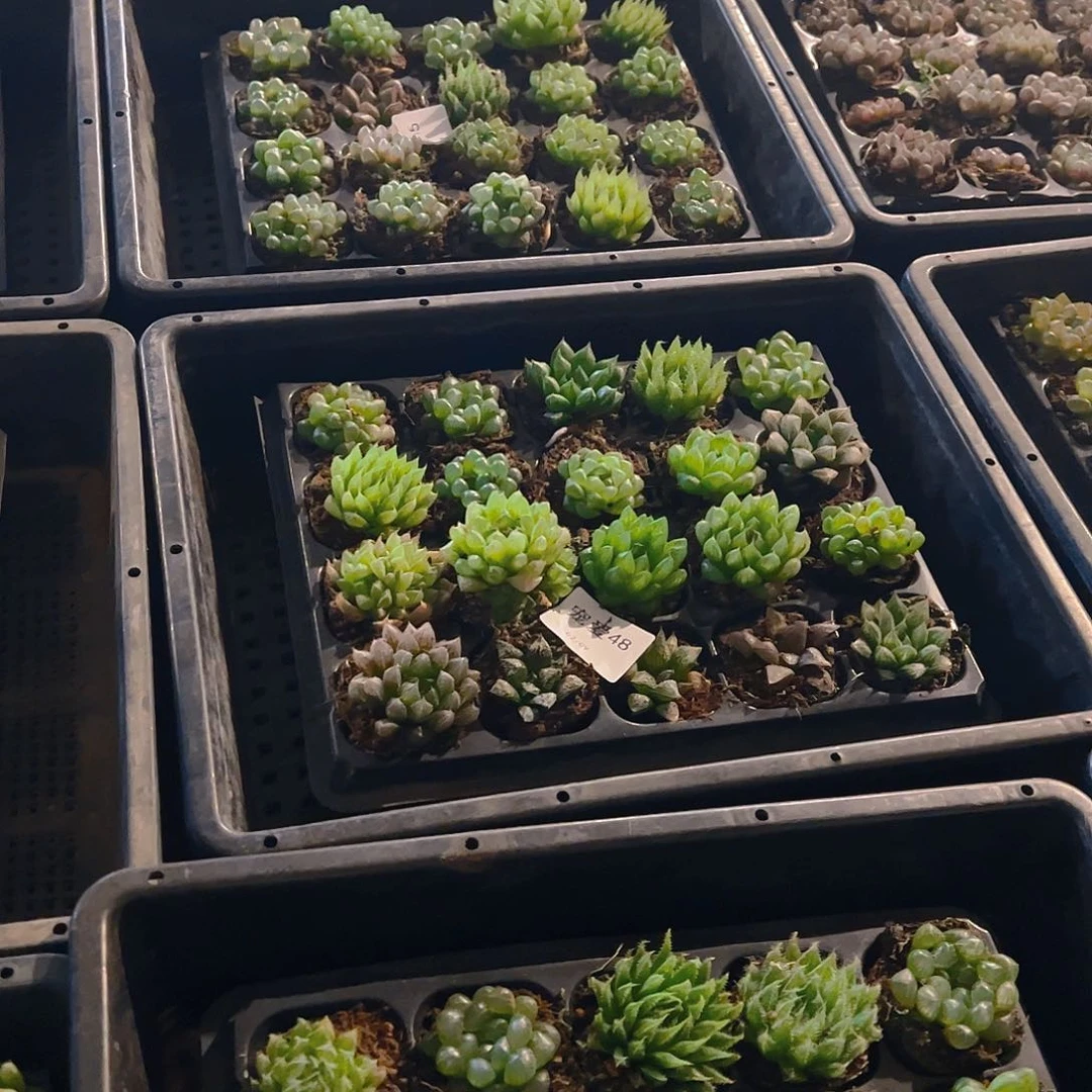 50孔玉露10颗随机带托盘量拍