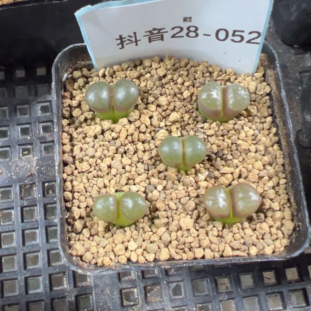 28-52量拍克里普兰磁铁风铃5颗