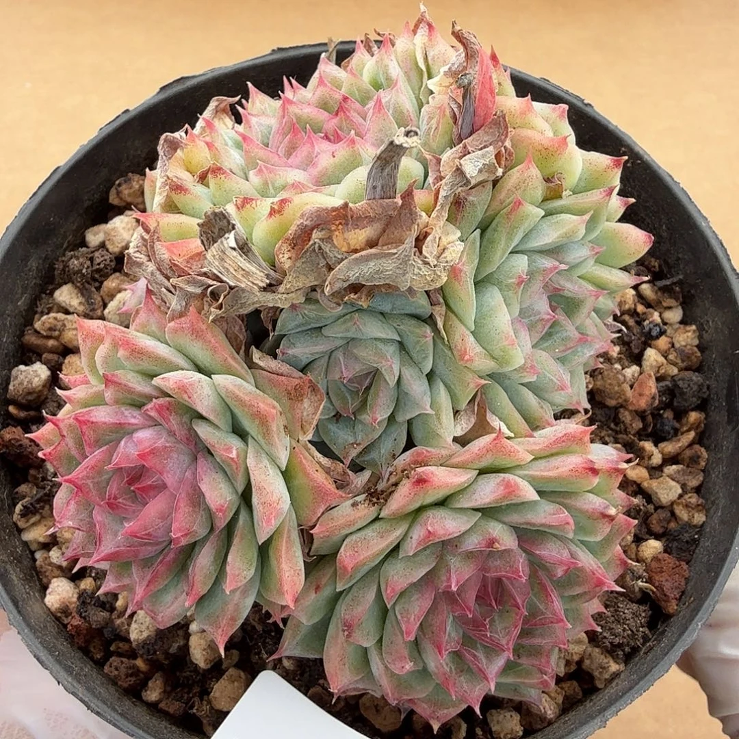 1121-21多肉一物一拍