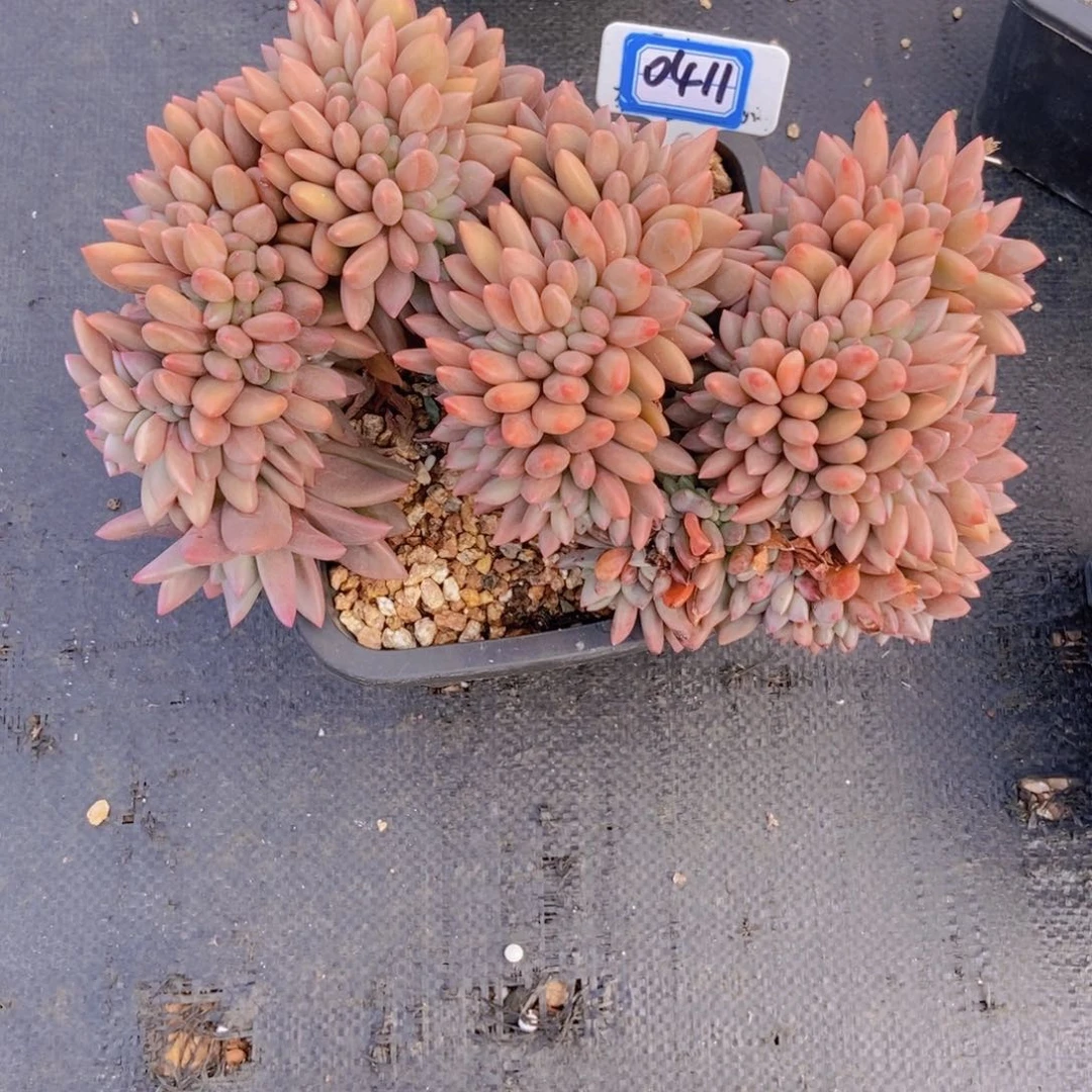 *****0411桃花源大缀化一颗