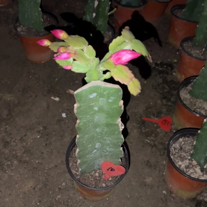 a***慧当前无花栽培后可以开花061  10