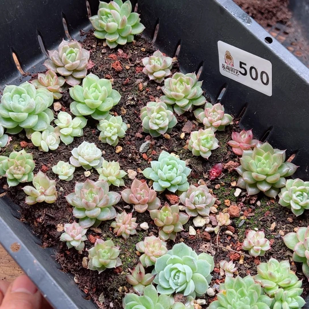 多肉植物多肉植物