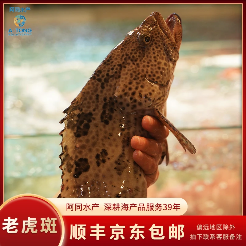 【阿同海鲜】新鲜老虎斑肉质鲜嫩