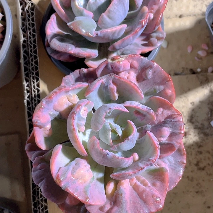 雨滴锦9.9带盆土