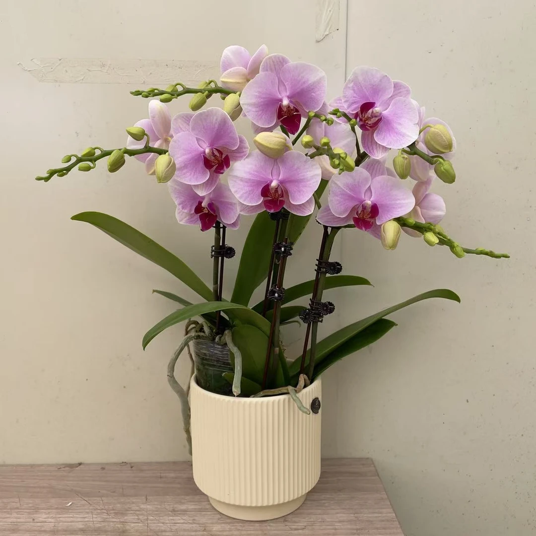 《投名状》欧品蝴蝶兰 带分枝 浅粉色系 室内花卉