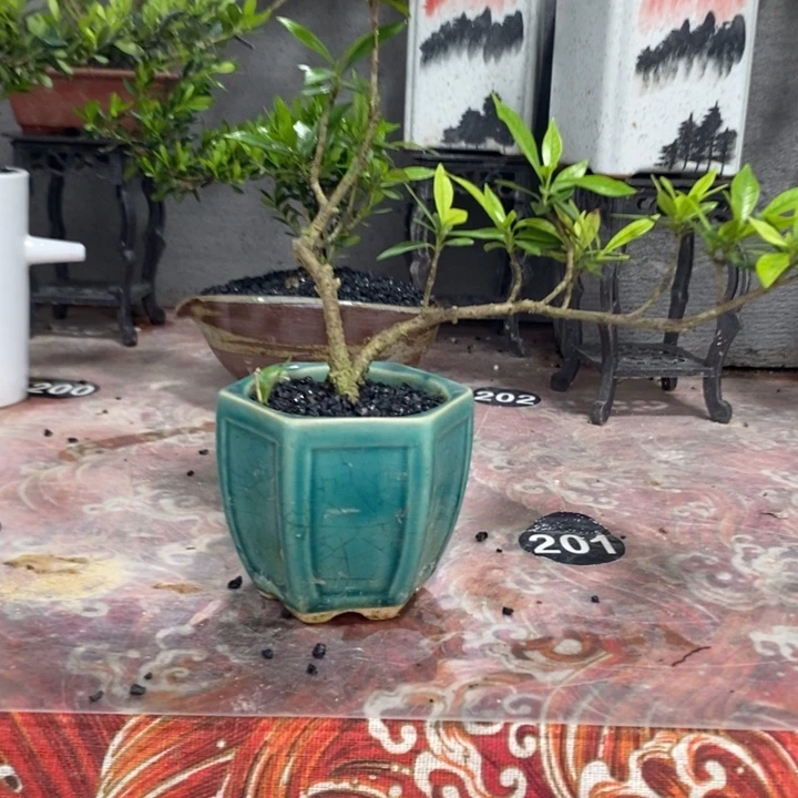 伴***慕无花朵退款拉黑拉黑75