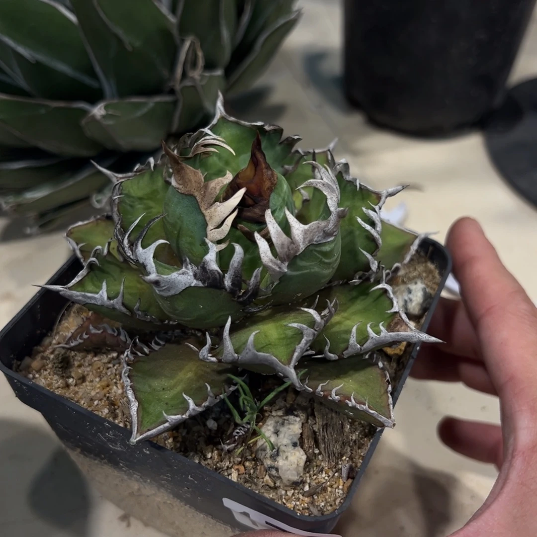 九***三173红猫龙舌兰植物脱土发货