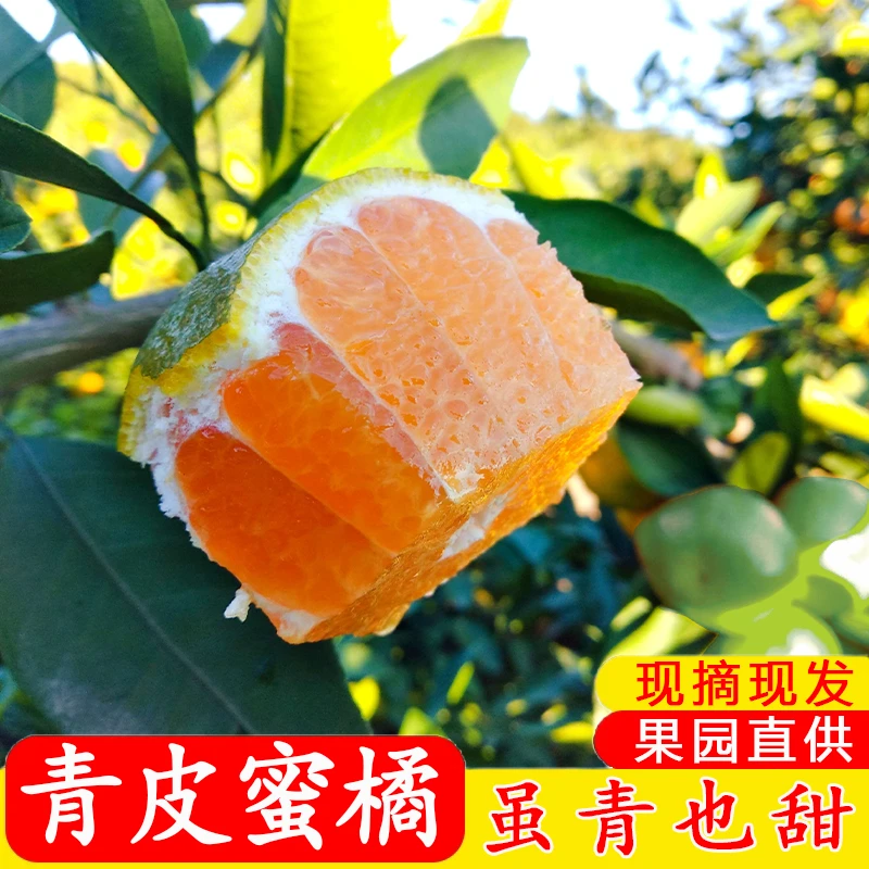 丹江口武当蜜桔特早熟桔子新鲜健康橘子孕妇成熟包邮吕伟酸甜蜜橘