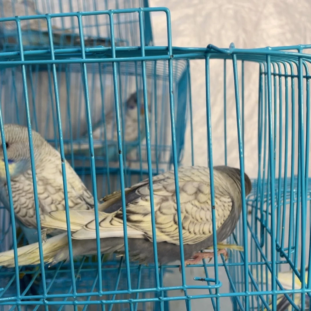 虎皮鹦鹉虎皮鹦鹉可爱小鹦鹉