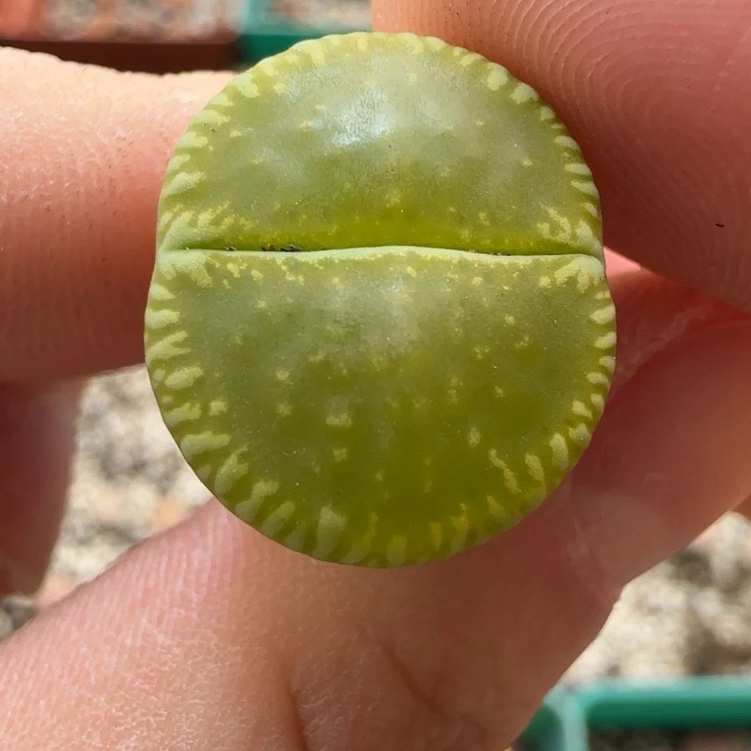 11.6。爱萌绿光阳生石花捡漏。8085