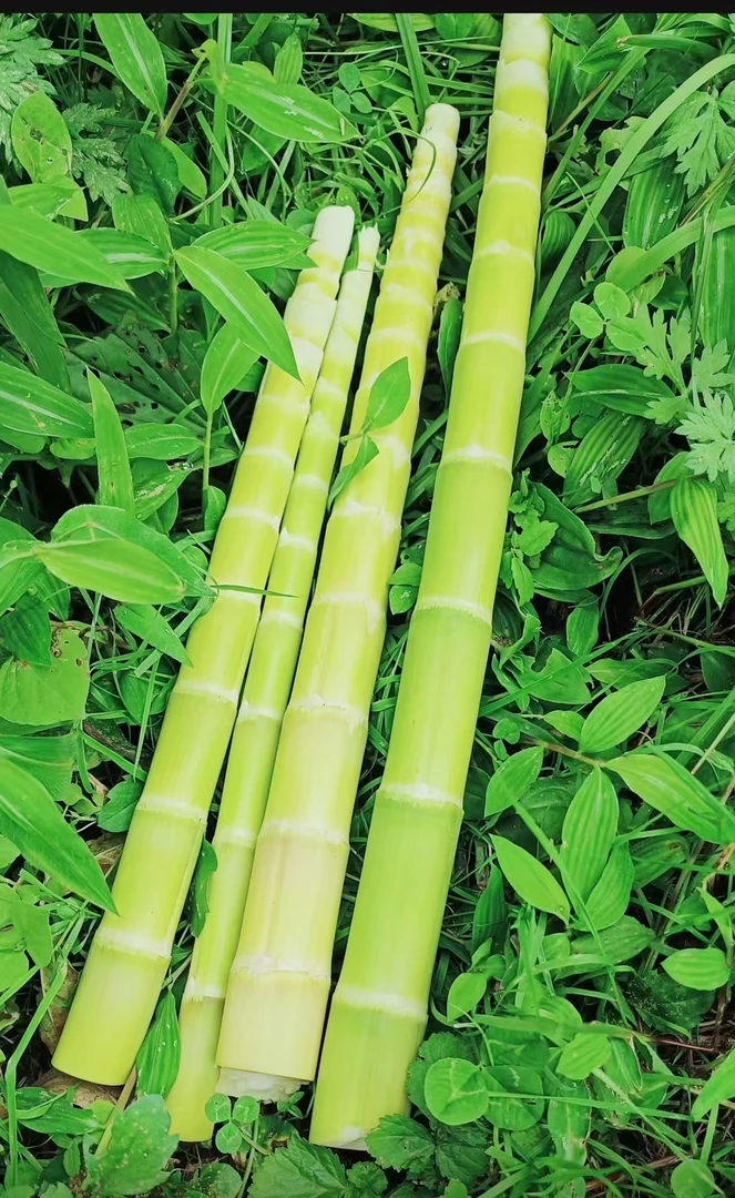 云南昭通小草坝新鲜方竹笋，带壳发货