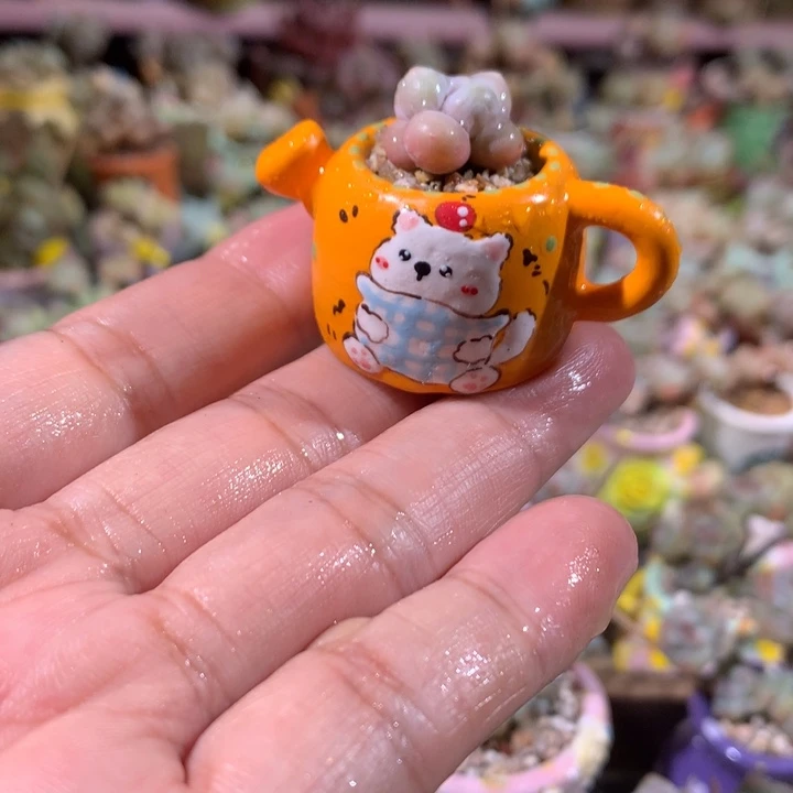 韩国正版奶酪带盆