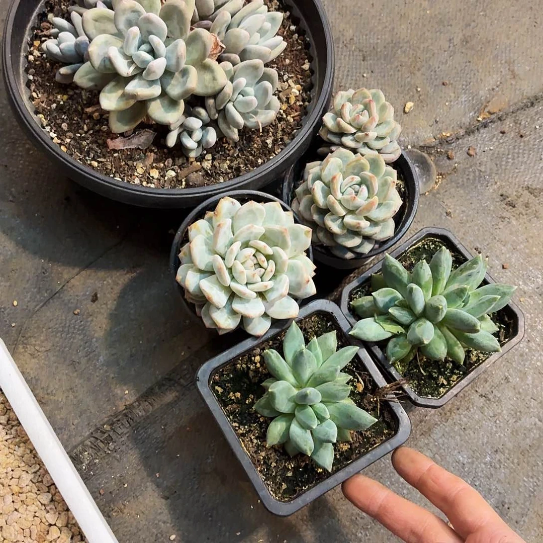 T***y00000000000000000008