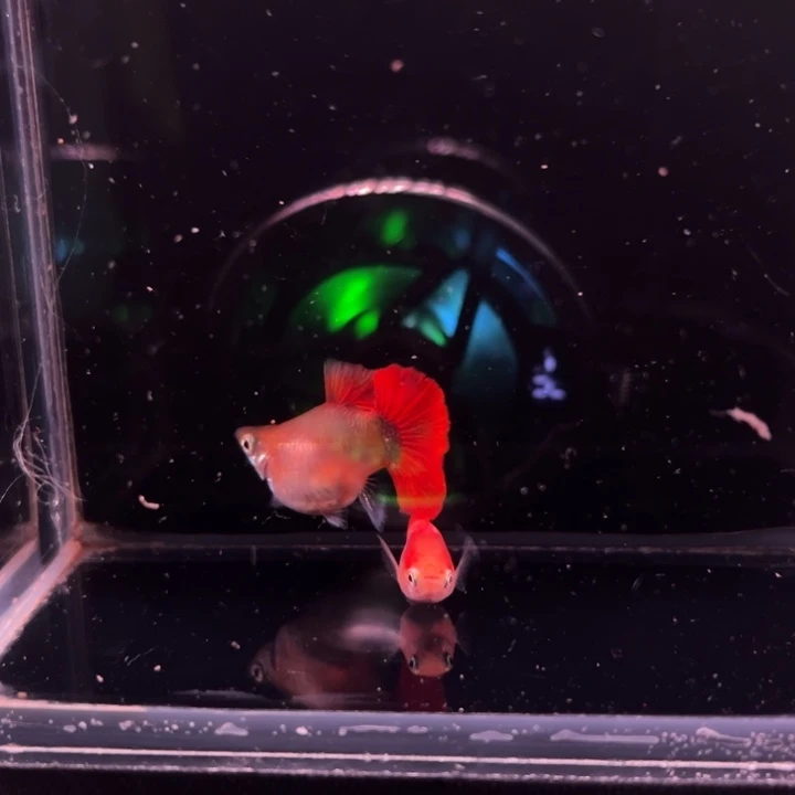 海水鱼黄暴球种鱼1对