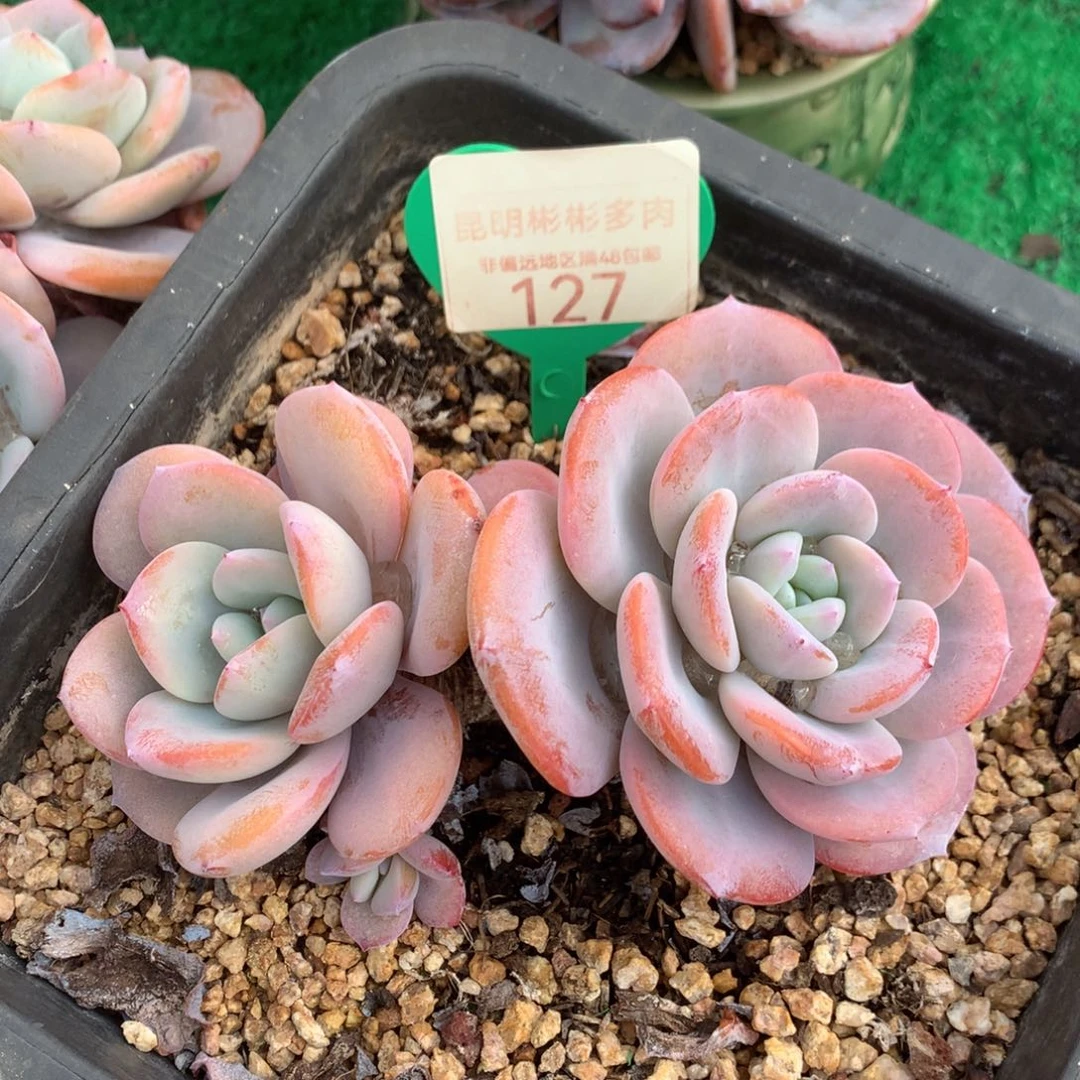 可****、韩版奶茶老桩无砍127