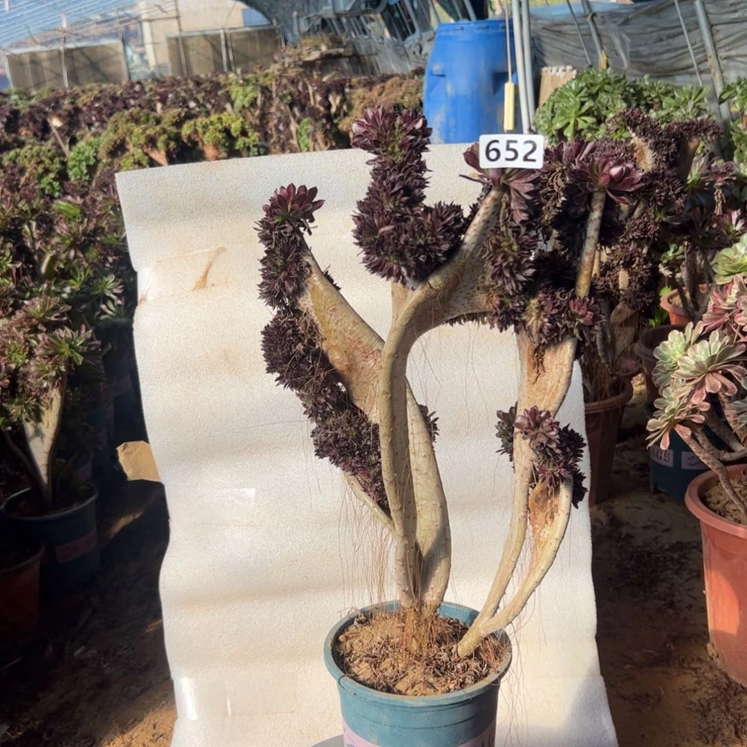 黑缀652高度47厘米