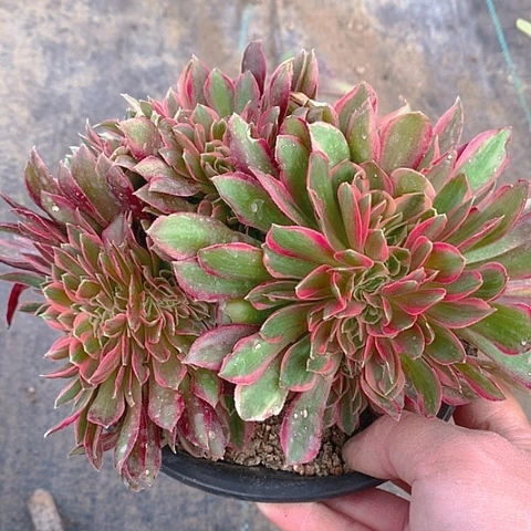 580女神缀化多肉植物