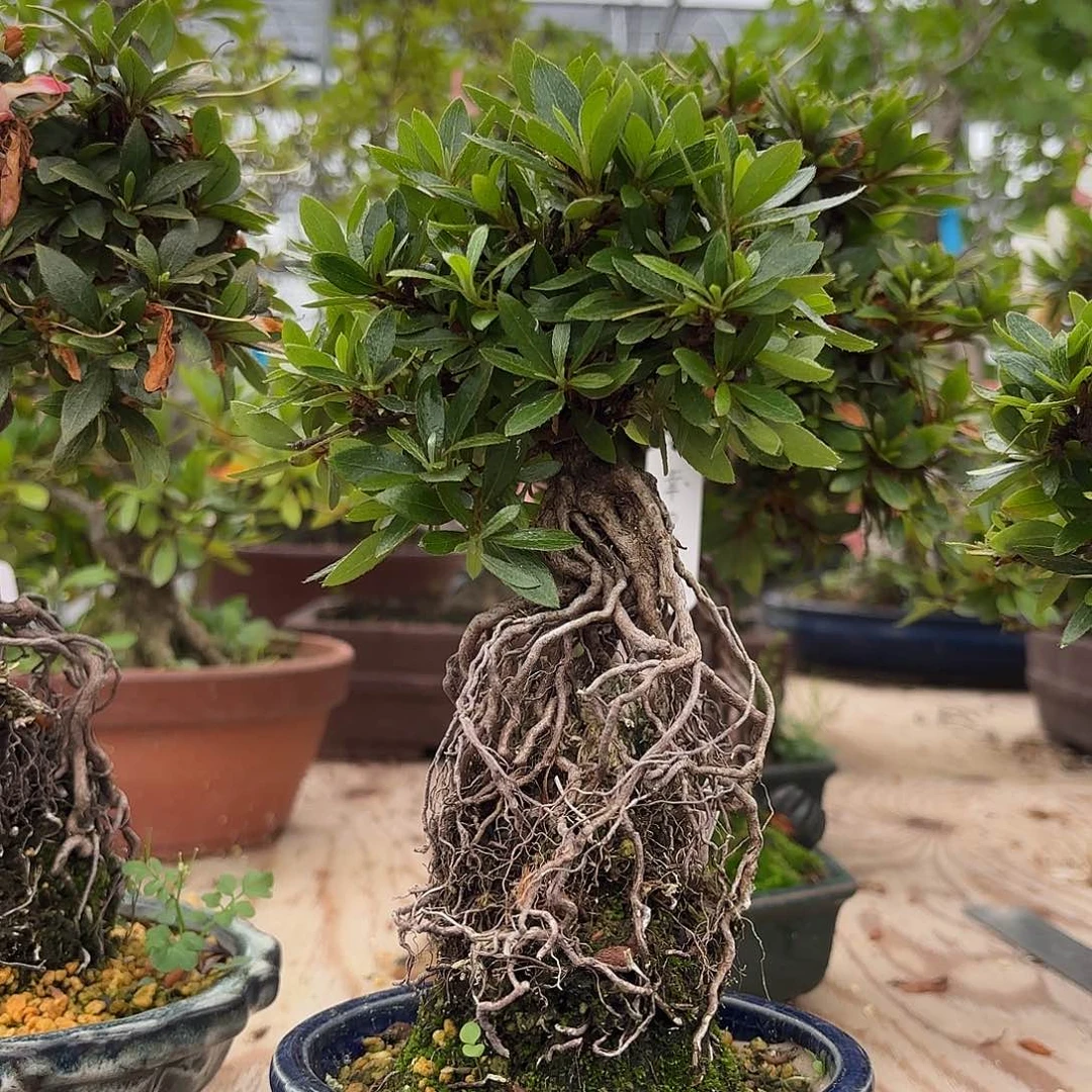 当前无花朵，栽培后可花朵用****0包邮皋月杜鹃小春