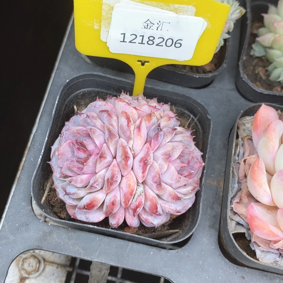 福利多多。1218206