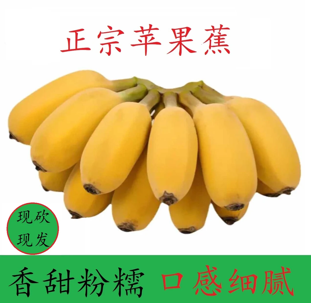 广东正宗苹果蕉新鲜当季香甜现采现发软糯香甜当季新鲜香蕉水果