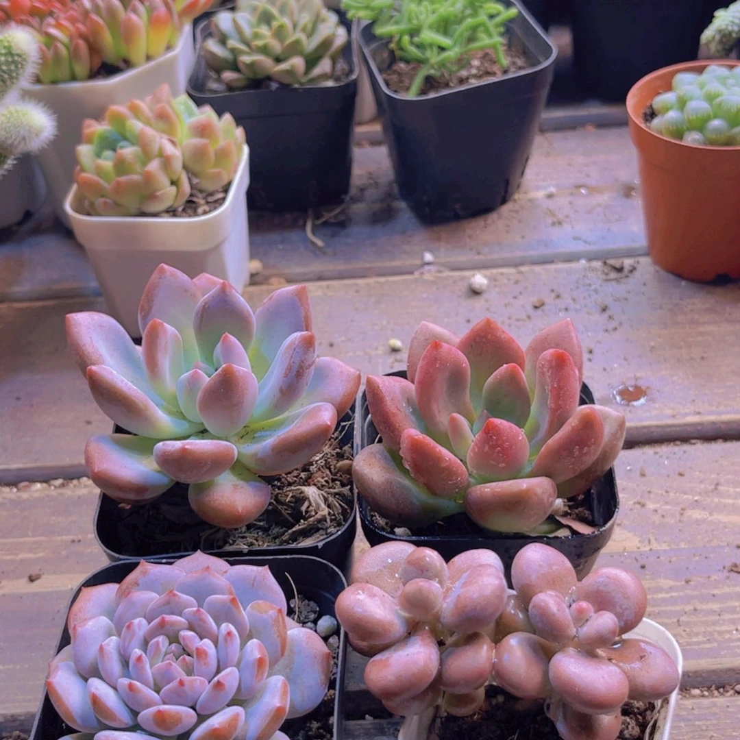 奥普。桃花源。 星星橙。桃蛋
