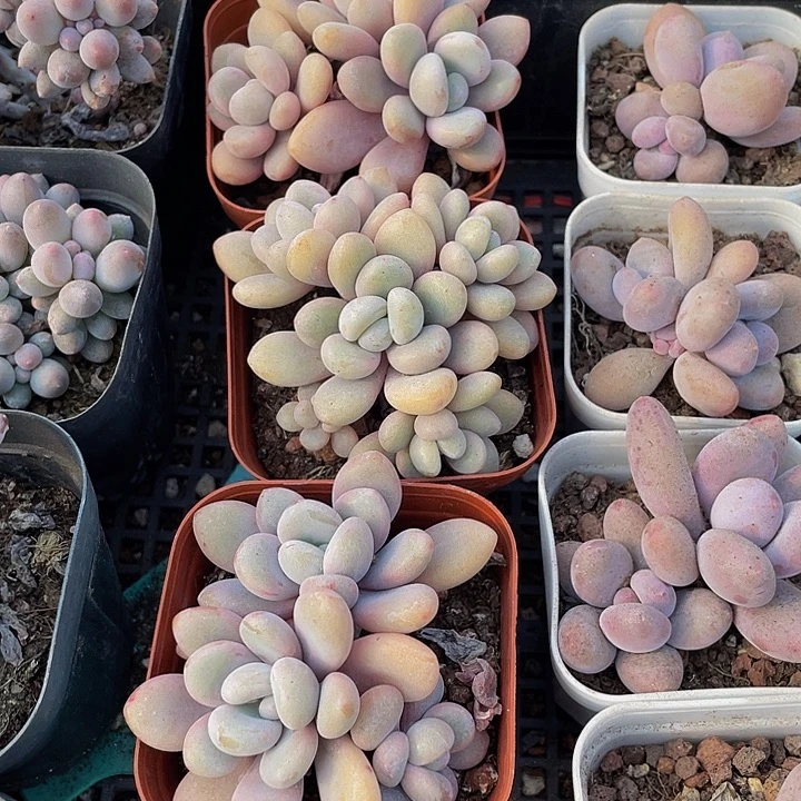 三头粉兔群带盆土