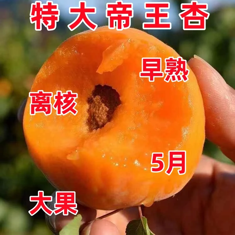 帝王大杏树苗纯甜特大果杏子嫁接杏苗地栽盆栽南北方耐寒当年结果