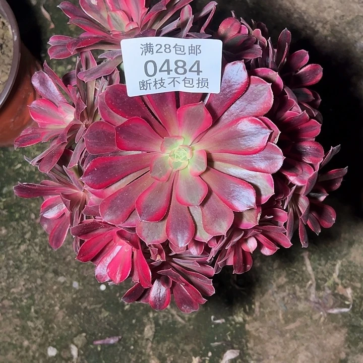 0484美杜莎多肉植物