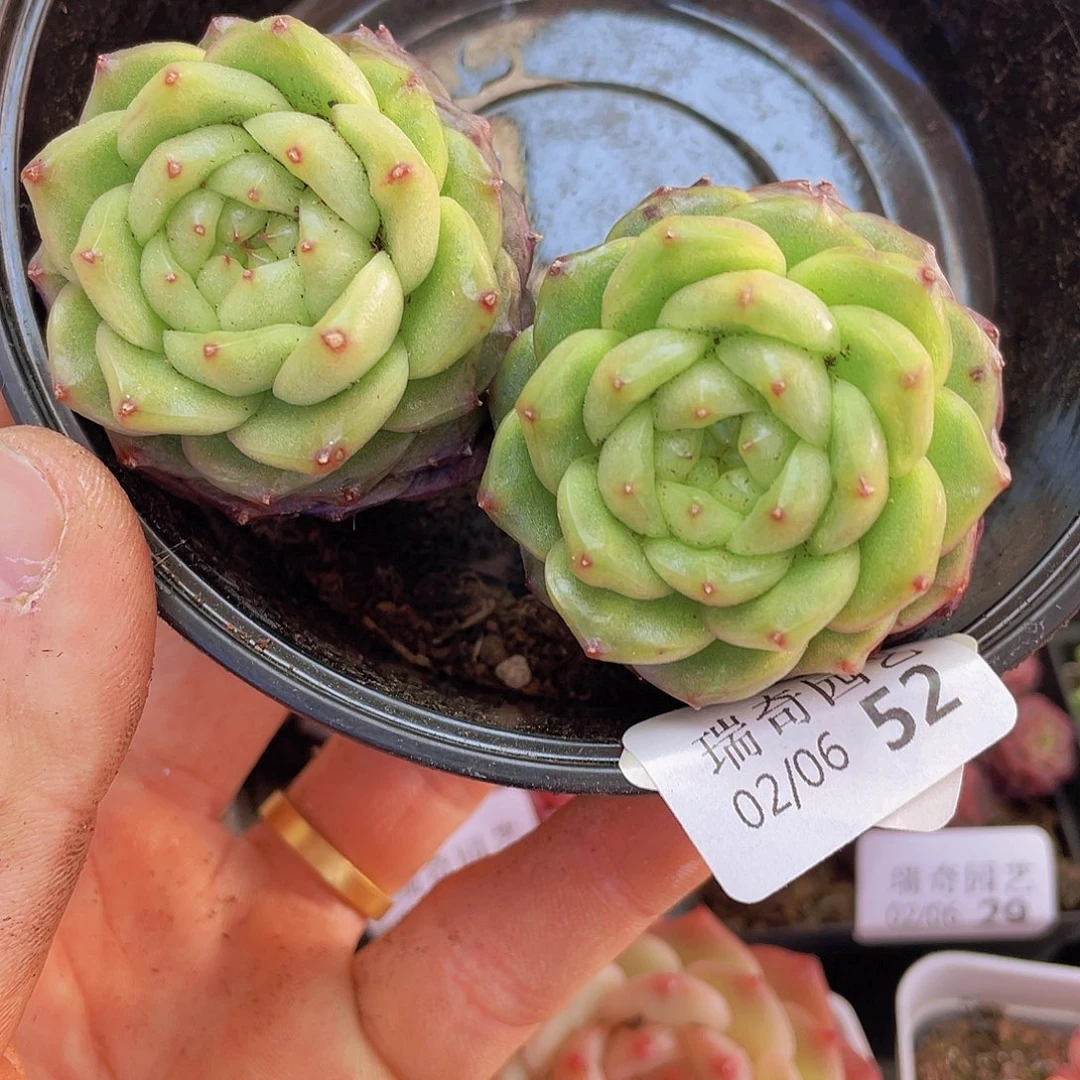 00000000000052量拍