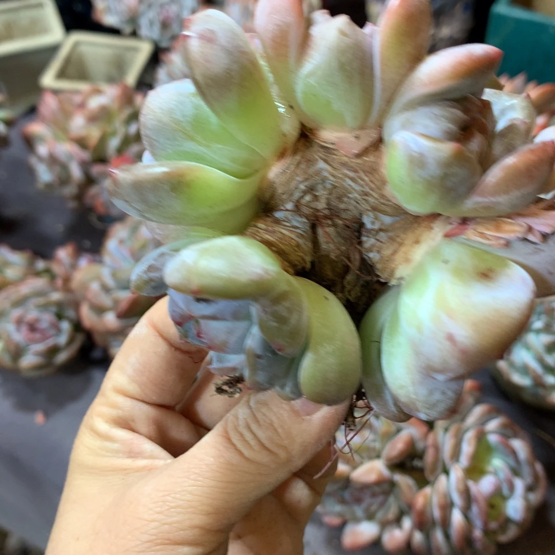 四***子哈哈哈哈哈哈哈哈哈哈