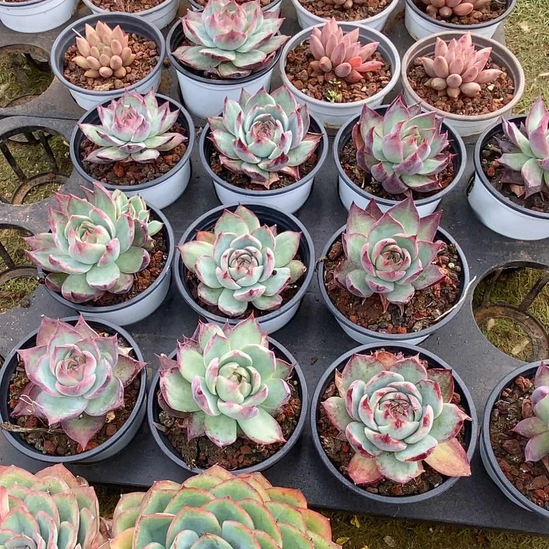 金汇园艺，团窄叶惊鸿