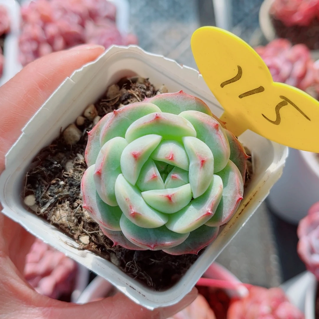 昱***语115号小老桩珍妮单头