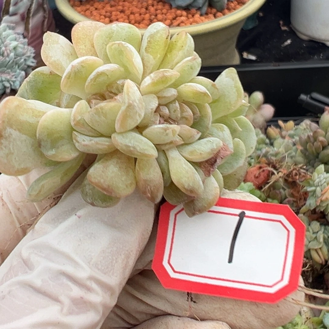 红色恋人缀化 新年快乐