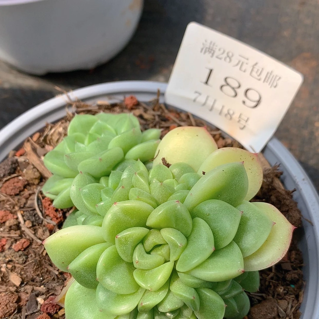 【闪购商品】云189号